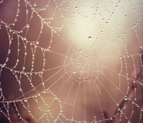 a_spider_web_by_cucumber_love-d4w8brr